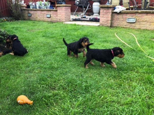 Airedale Puppies, for sale